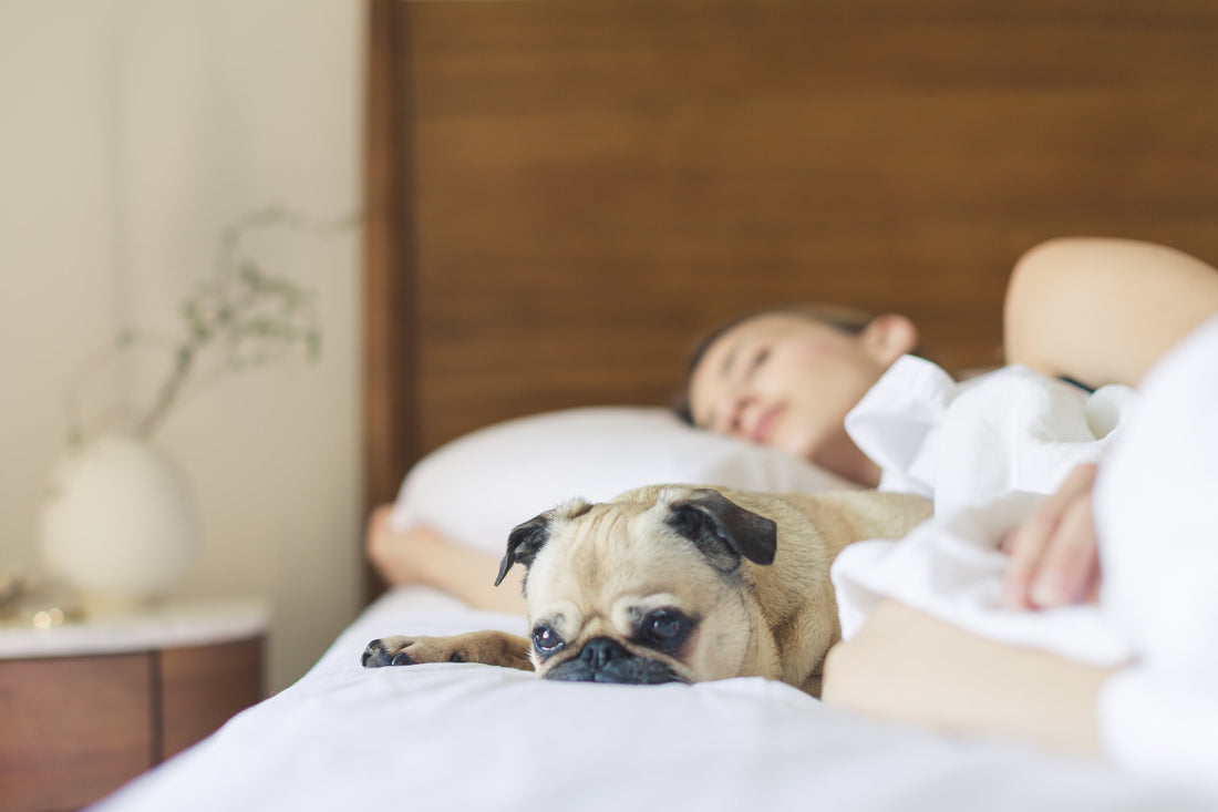Crafted With Love: Personalized Pet Gifts That Celebrate Every Bond